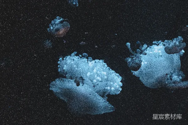 高清摄影 深海中的发光生物