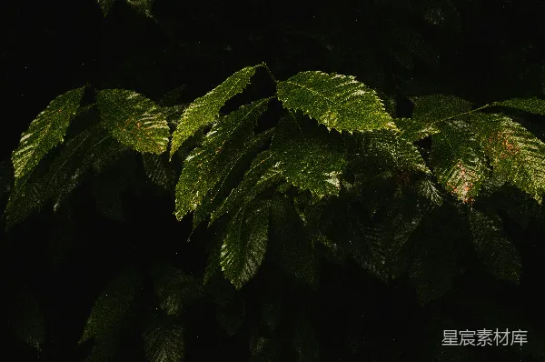 高清摄影 深邃森林中的绿叶