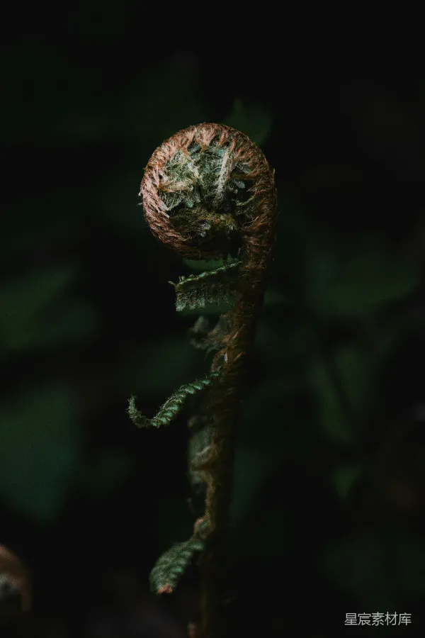 高清摄影 蕨类植物的新生