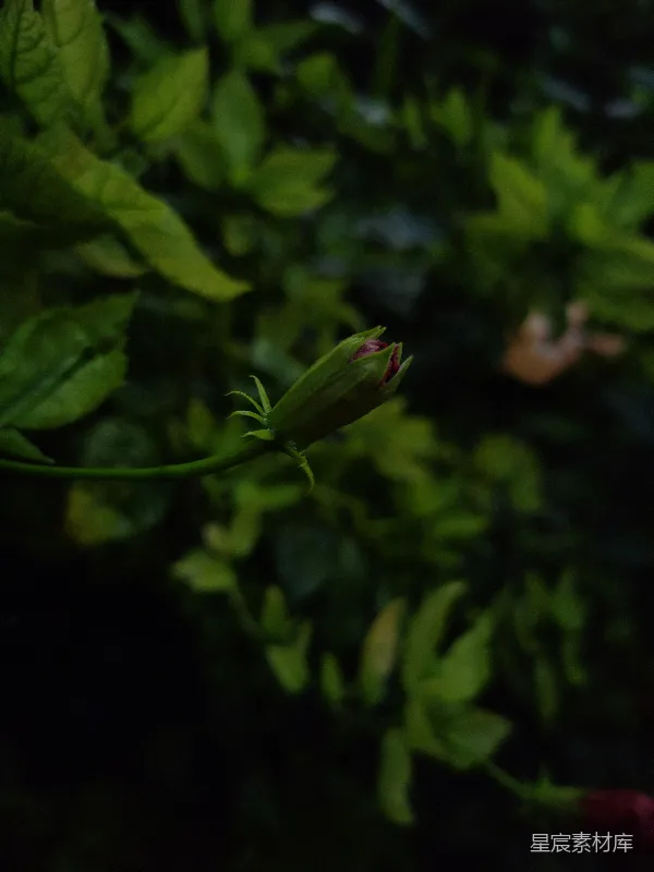 高清摄影 含苞待放的花朵