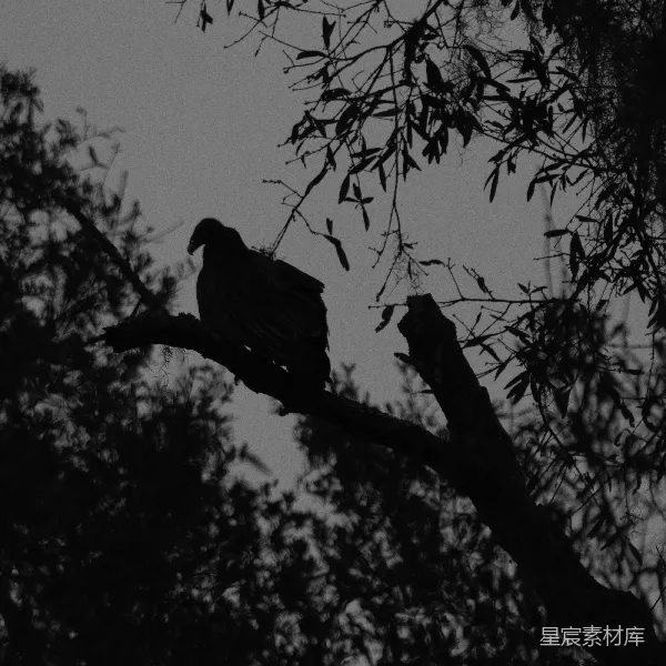 高清摄影 树上的剪影鹰