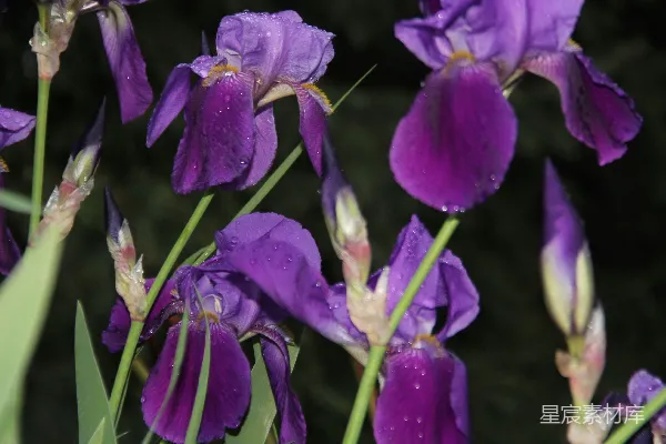 高清摄影 雨后紫色鸢尾花