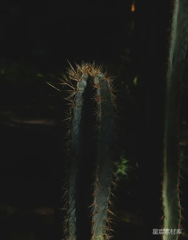高清摄影 夜晚的仙人掌