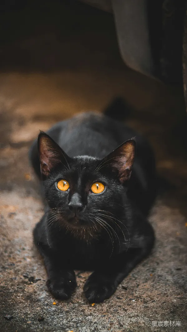 高清摄影 黑猫特写