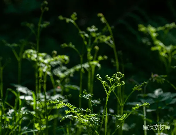 高清摄影 阳光下的蕨类植物