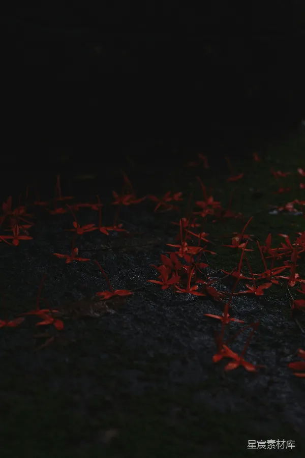高清摄影 地上的红色花瓣