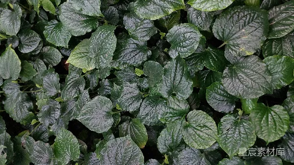高清摄影 茂盛的绿叶植物