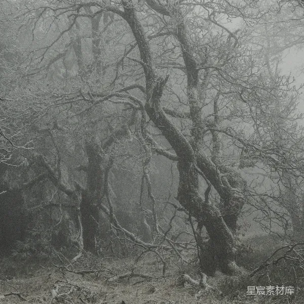 高清摄影 冬日雾中森林