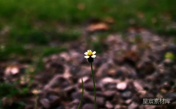 高清摄影 孤芳自赏的小花