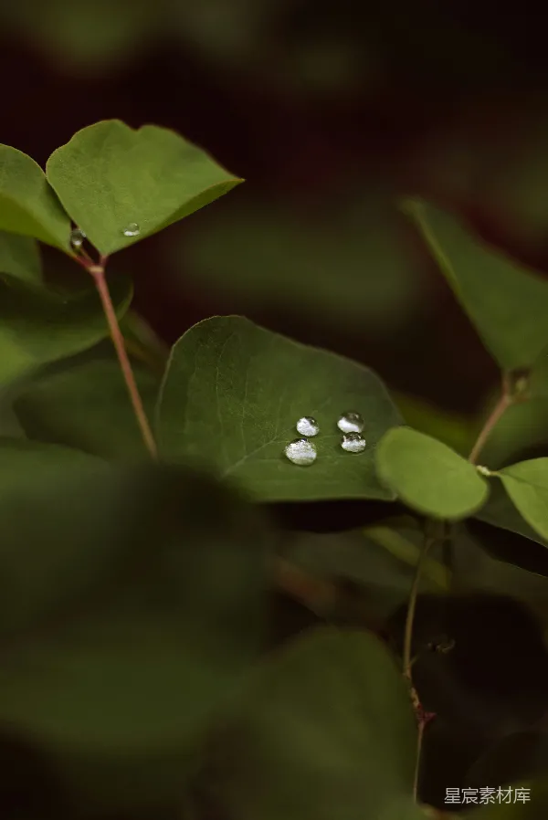 高清摄影 露珠与绿叶