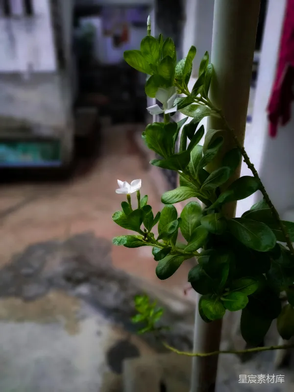 高清摄影 雨后清新的白茉莉花