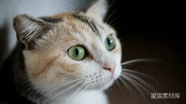 高清摄影 猫的眼睛