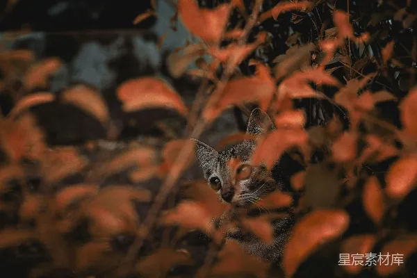 高清摄影 森林中的小猫