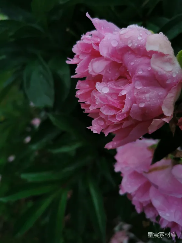 高清摄影 雨后牡丹