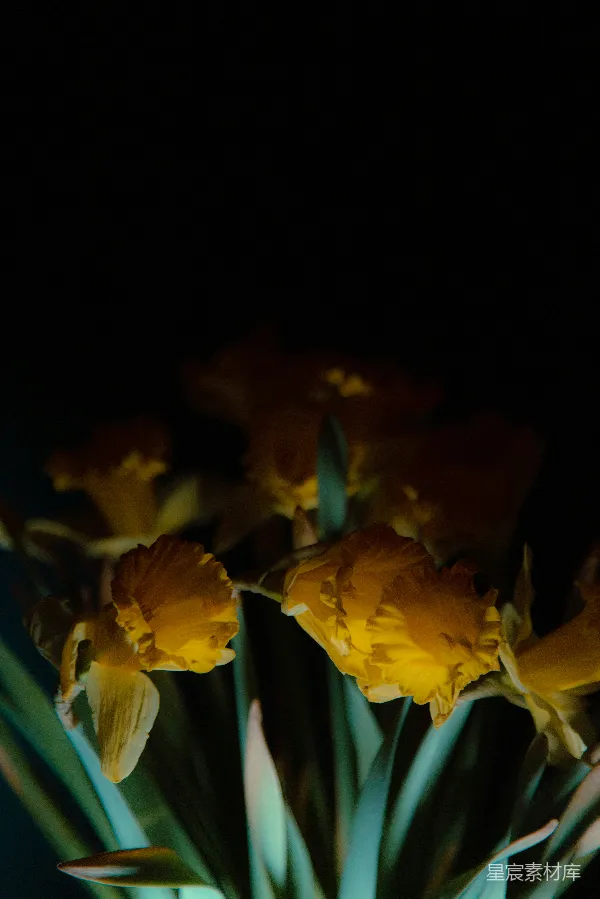 高清摄影 夜色中的黄色花朵
