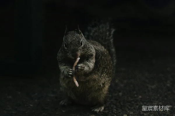 高清摄影 夜间觅食的松鼠
