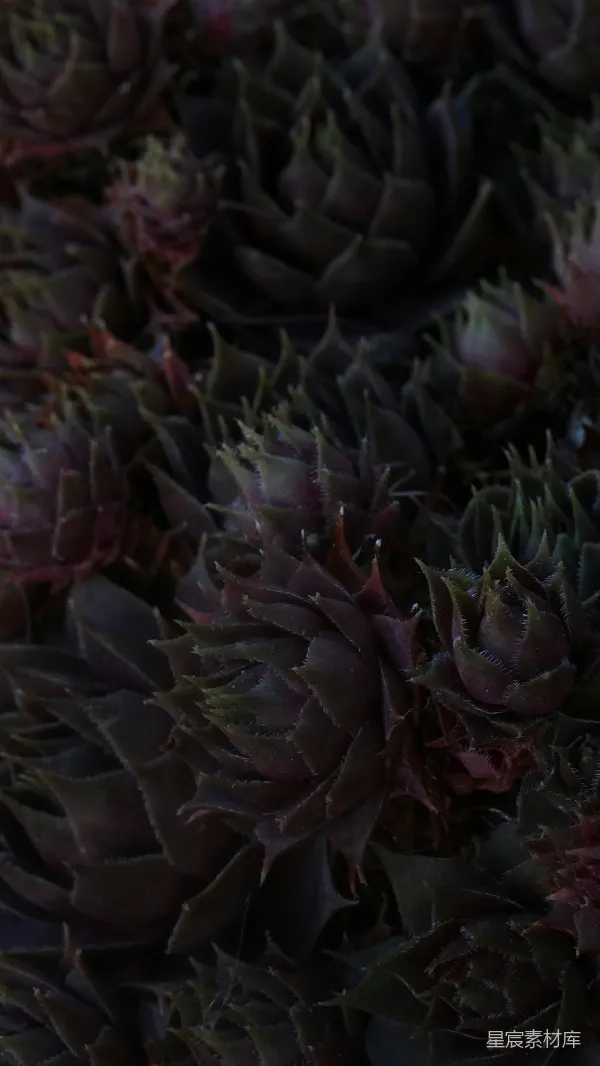 高清摄影 夜晚的多肉植物