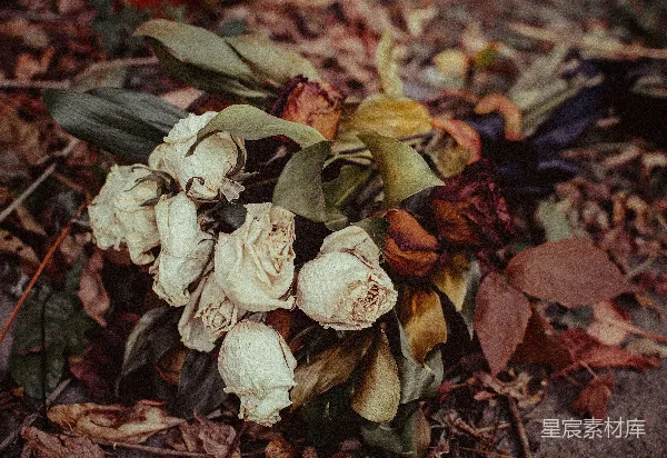 高清摄影 枯萎的玫瑰