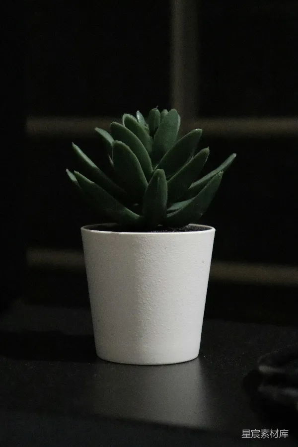 高清摄影 简约绿植与白色花盆