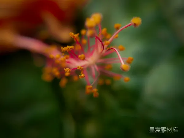 高清摄影 粉色花蕊的特写