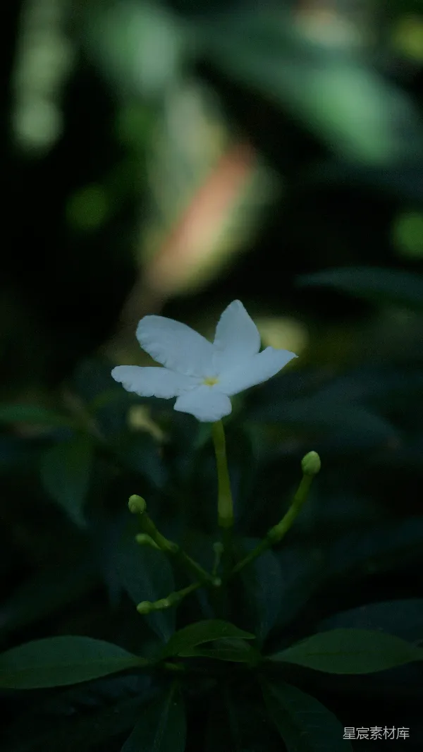 高清摄影 幽静的夜色中的茉莉花