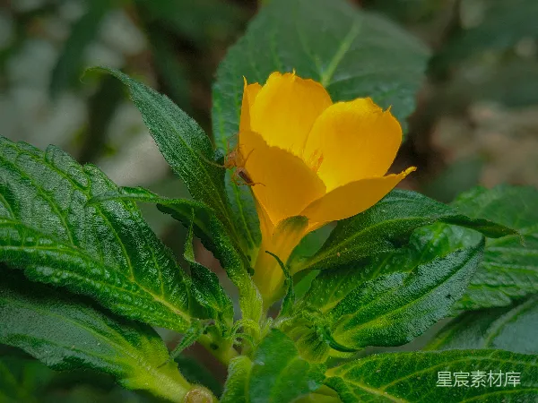 高清摄影 金黄花朵与绿色叶片的自然之美