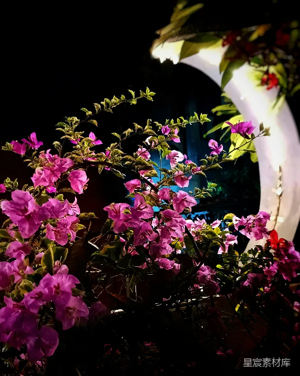 高清摄影 夜晚的月光与花影