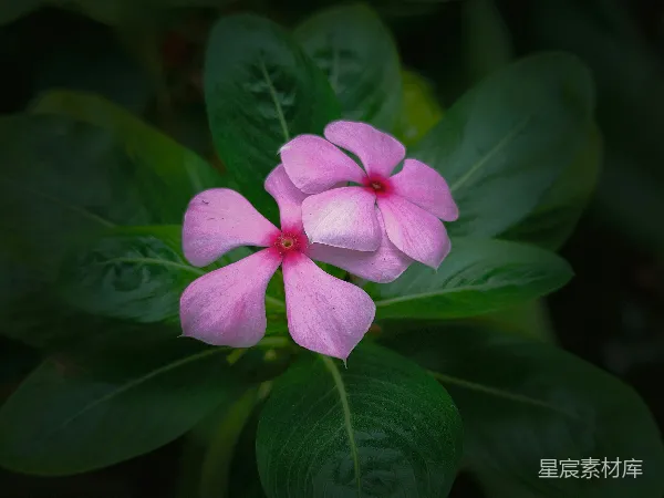 高清摄影 粉色长春花