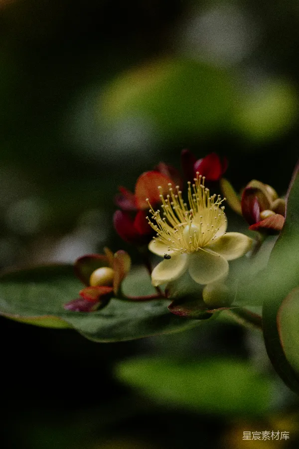 高清摄影 黄色花朵与昆虫的自然亲密