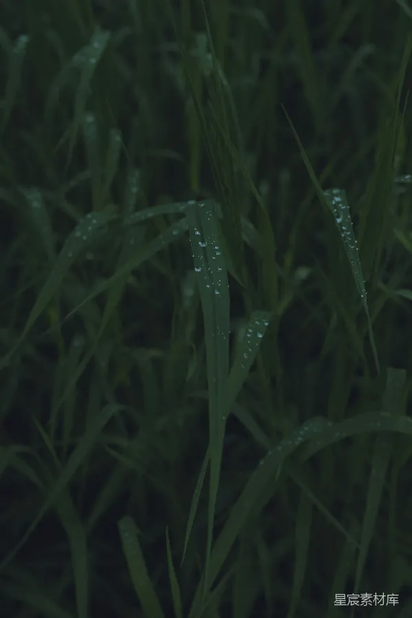 高清摄影 晨露中的绿草