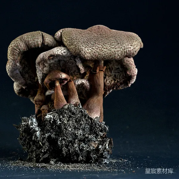 高清摄影 蘑菇的奇幻世界