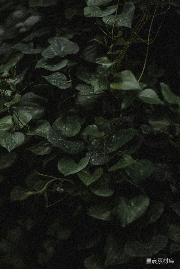 高清摄影 深绿色的藤蔓植物