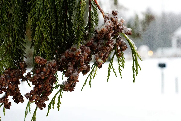 高清摄影 雪中的松果与针叶