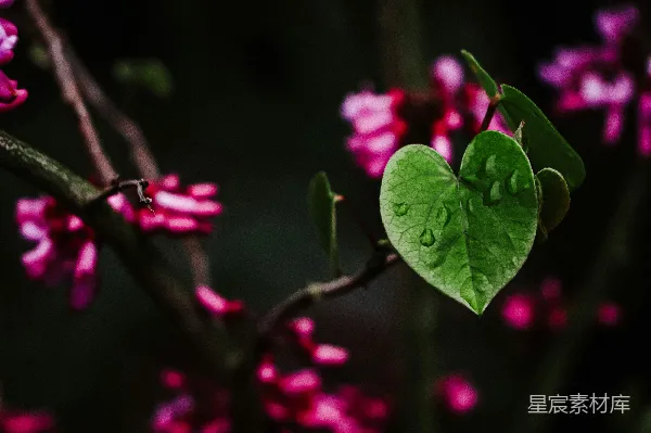 高清摄影 心形绿叶与粉花