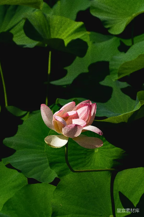 高清摄影 阳光下的莲花