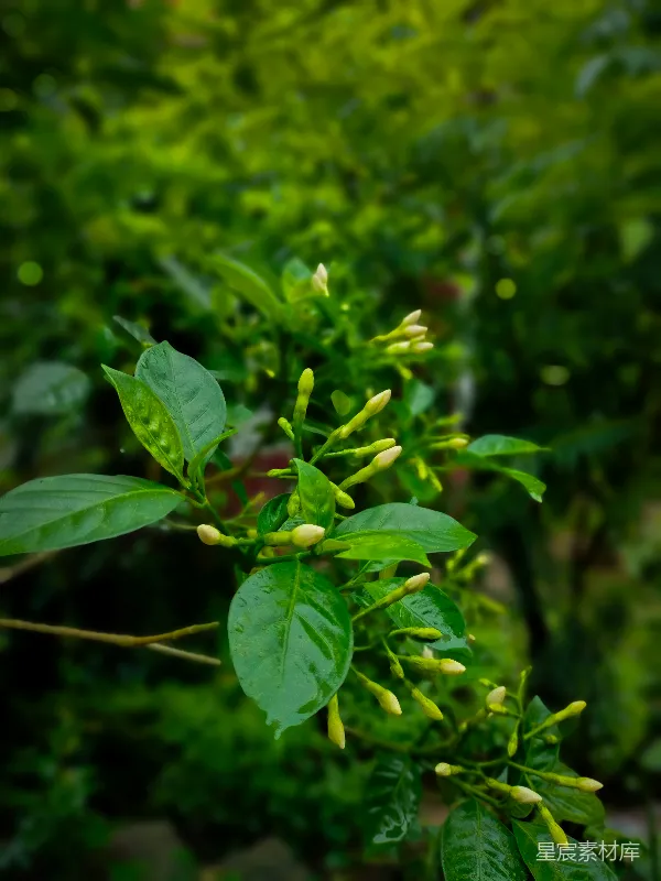 高清摄影 雨后清新的茉莉花
