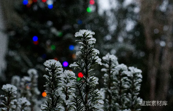 高清摄影 冬夜的雪景与闪烁的彩灯