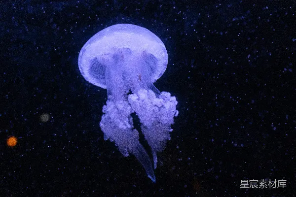高清摄影 深海中的紫色水母