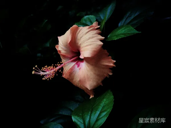 高清摄影 夜幕下的粉色芙蓉花