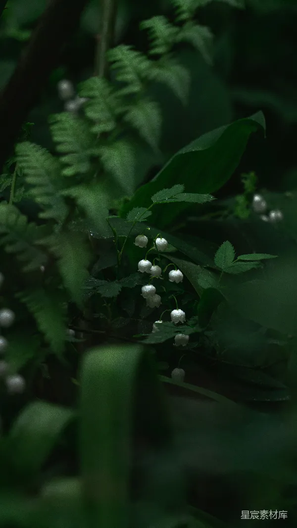 高清摄影 雨后幽静的铃兰