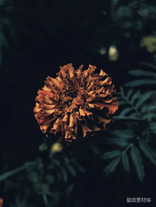 高清摄影 夜晚的花朵
