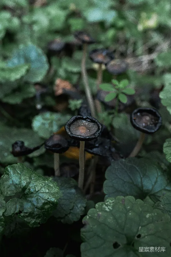 高清摄影 森林中的神秘蘑菇