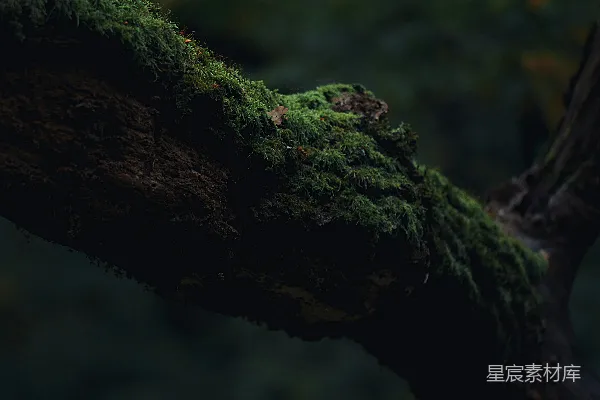 高清摄影 苔藓覆盖的树干