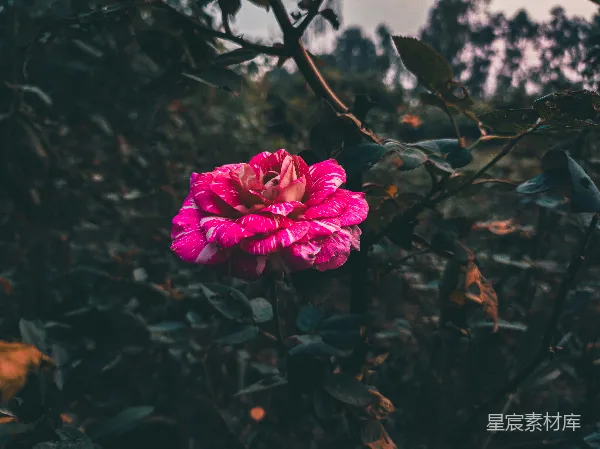高清摄影 粉白相间的玫瑰花