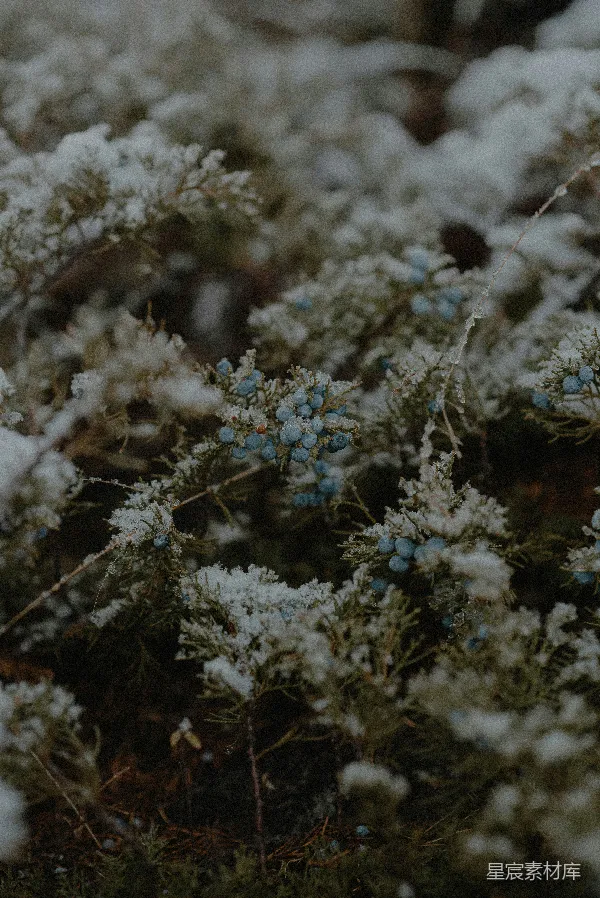 高清摄影 雪中的青果