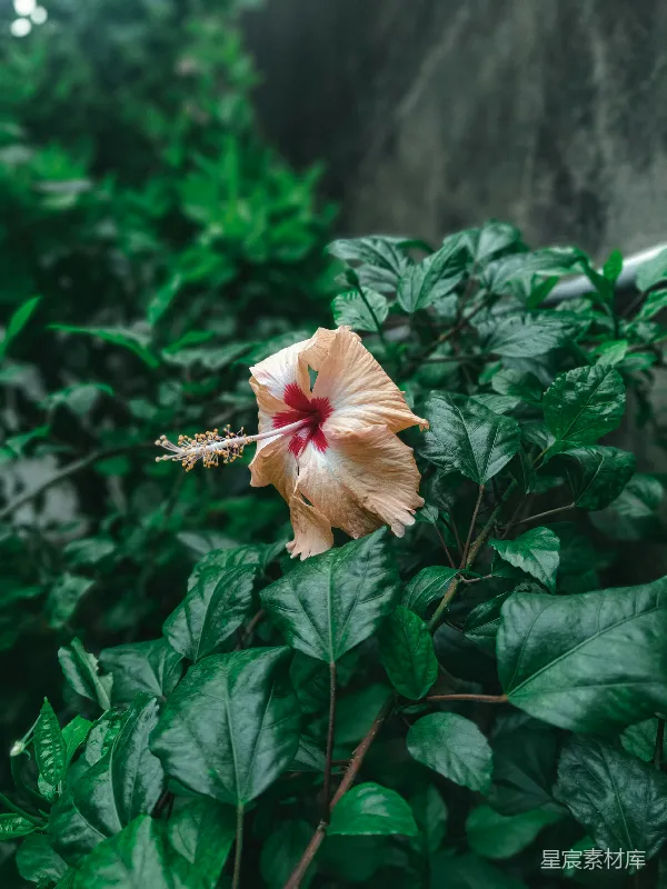 高清摄影 热带风情的扶桑花