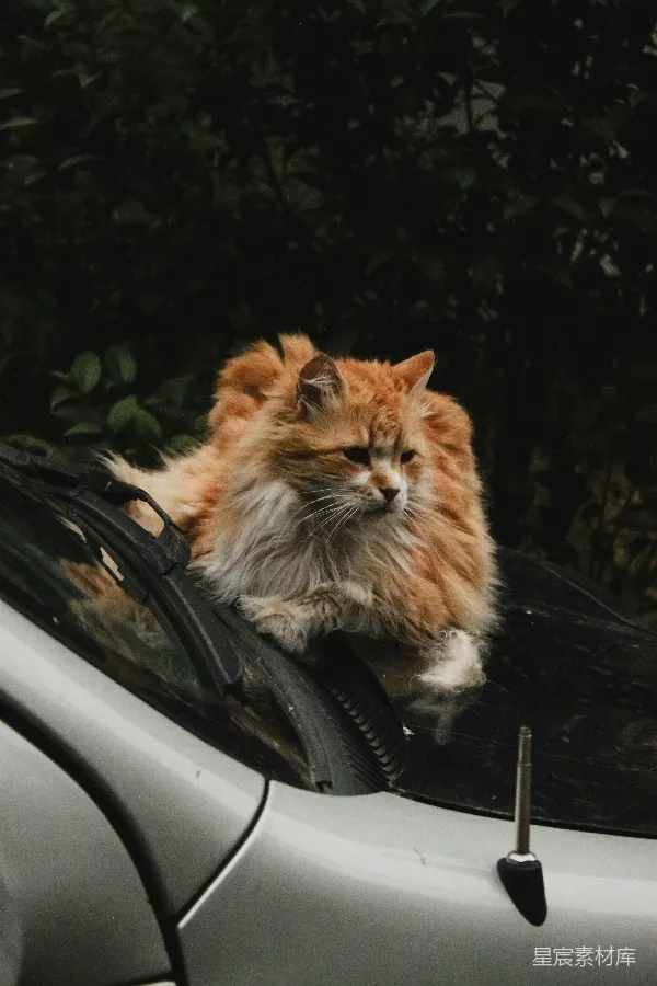 高清摄影 猫在车窗上的悠闲时光