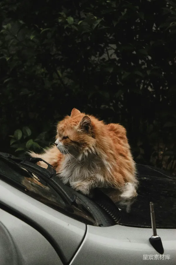 高清摄影 猫在雨刷上打盹