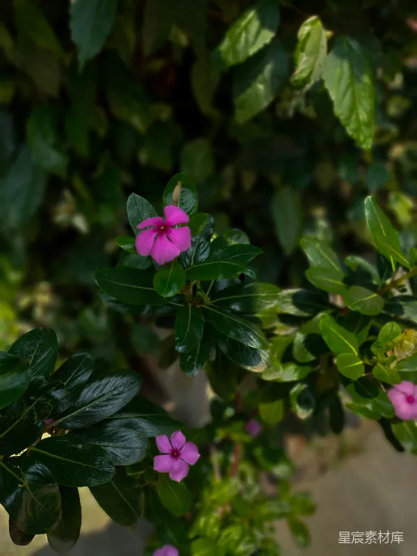 高清摄影 粉红色长春花