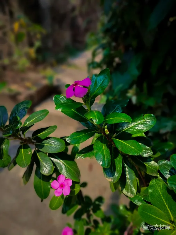 高清摄影 夏日绿意盎然的长春花